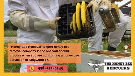 Honey Bee Removal Houston TX